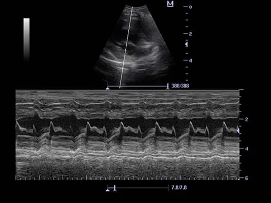 DP-50 Vet clinical ultrasound image: Canine heart