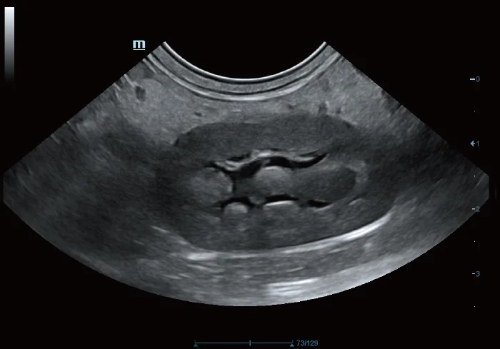 Vetus 5 clinical ultrasound image: Canine Kidney