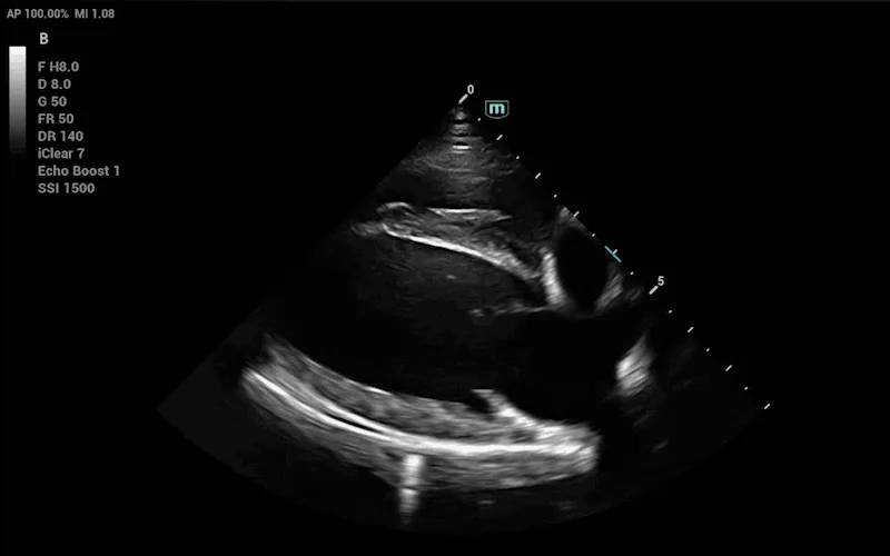 Vetus 50 clinical ultrasound image: Canine Heart