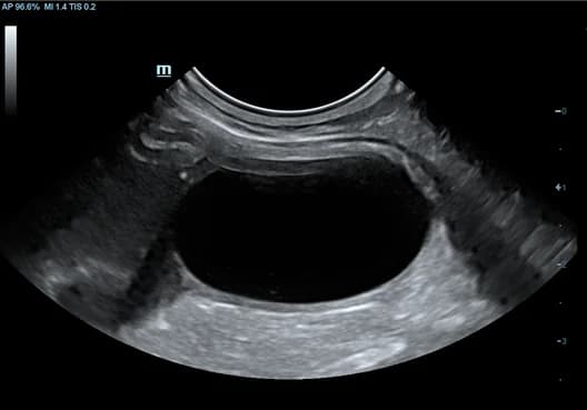 Vetus 8 clinical ultrasound image: Feline Bladder